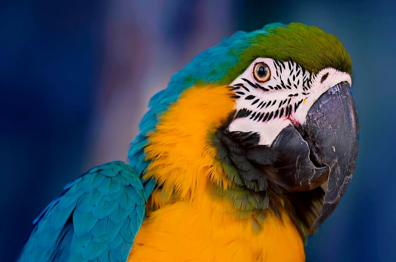 Amazon Rainforest